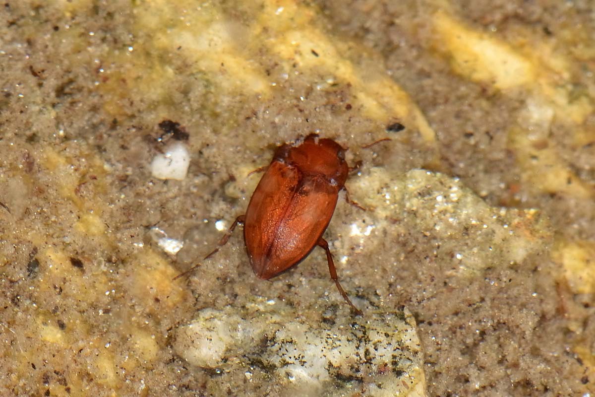 Deronectes aubei ssp. aubei